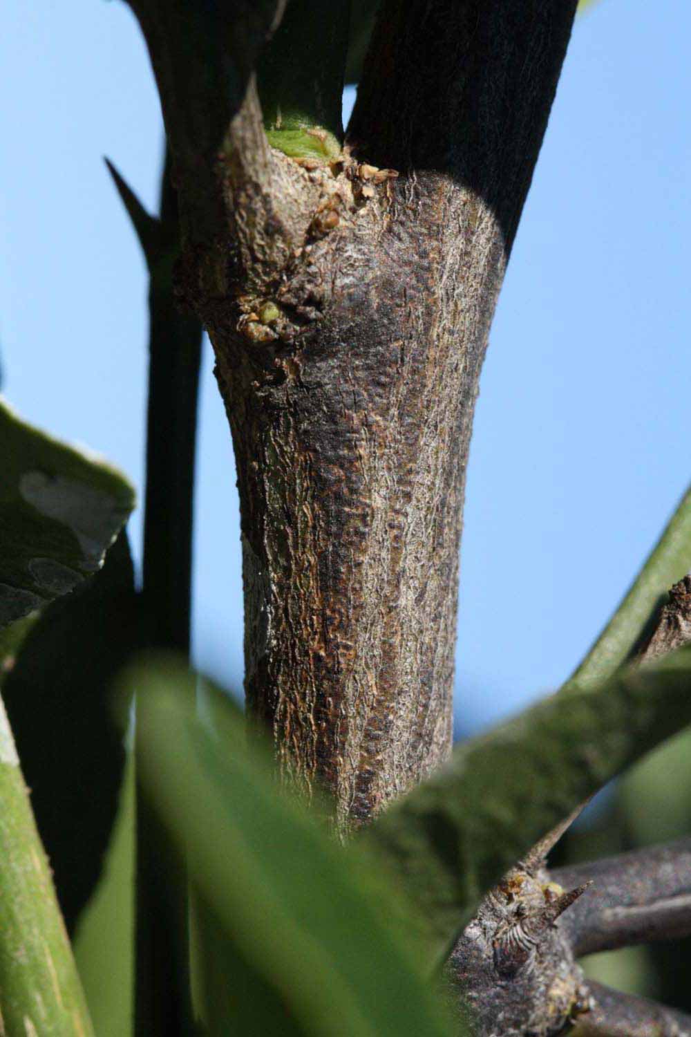              Second - third year twig (Riverside, CA)       